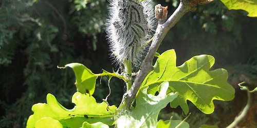 Oak Processionary Moth (OPM) Awareness Day 2026