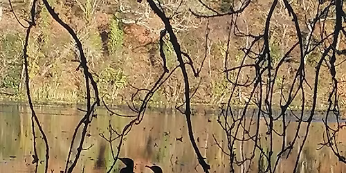 Wintering with iRest Yoga Nidra