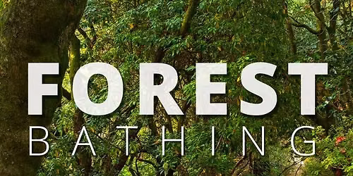 Forest Bathing