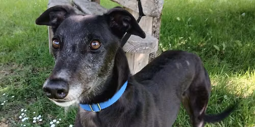 Greyhound Rescue Wales - Social Walk