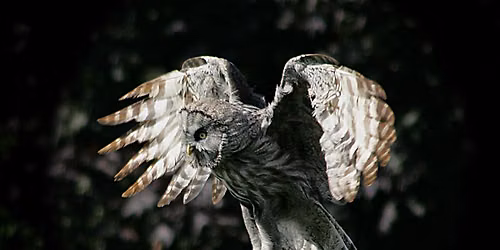 Winter Owl Evening at National Centre for Birds of Prey