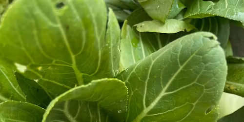 West Reading Farmers Market