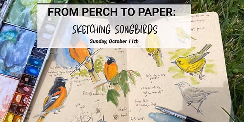 From Perch to Paper - Ketching Songbirds
