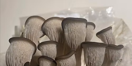 Let\u2019s Grow Mushrooms!