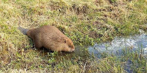 Beaver Conservation, Ecology and Management