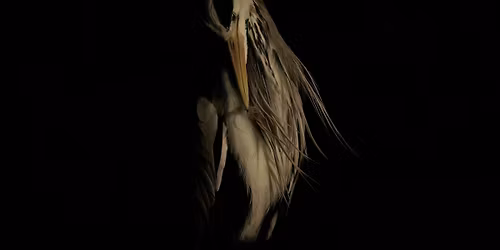Improving Your Wildlife Photography Workshop