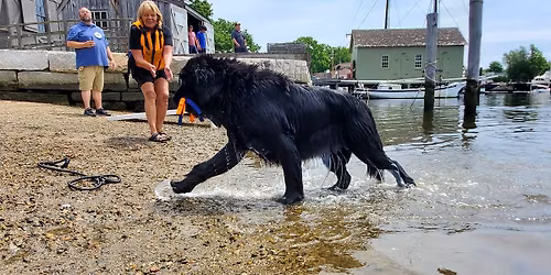 Newfoundland Dog Water Rescue Training