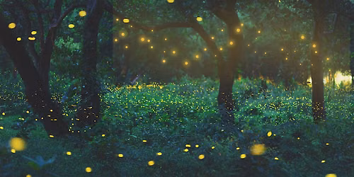 Firefly Walk