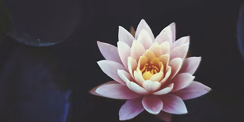 Lotus in the Mud: A Mindfulness Meditation w\/ Kim Lange
