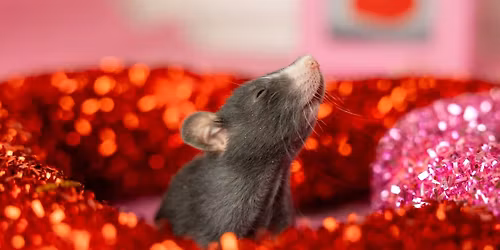 January 2027 Barn Hunt Trial