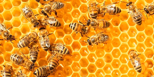 Market School: The Wonderful World of Beekeeping
