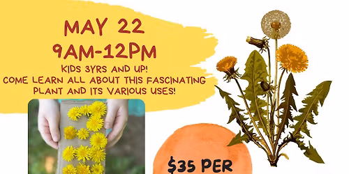 Dandelion Life Cycle - Extended School Break Class 