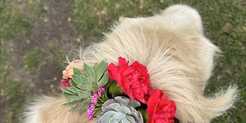 Mother's Day Succulent Flower Crowns with Goats & Highland Cows