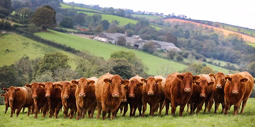 Autumn Show and Sale 2026