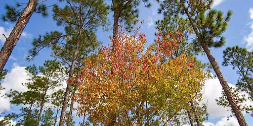 Family Educational Nature Walk at Greeneyes Wildlife Preserve