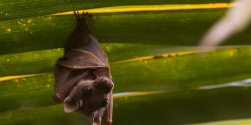 2026 "Ask a Master Gardner" Series - Bats are our Friends