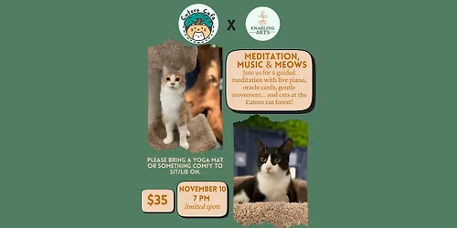 Meditation, Music & Meows
