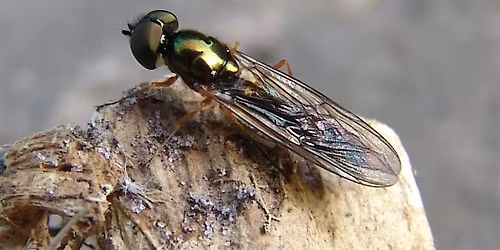 Identifying and Recording Soldierflies and Allies with Martin Harvey
