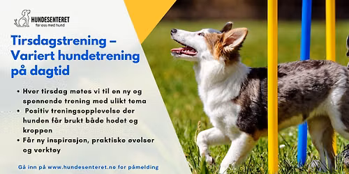 Tirsdagstrening \u2013 Variert hundetrening p\u00e5 dagtid (ledige plasser)