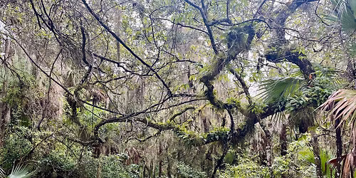 Forest Therapy Walk