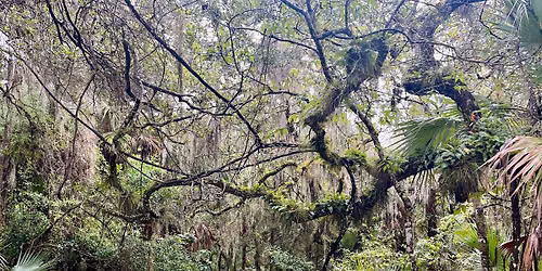 Forest Therapy Walk