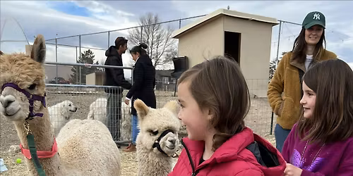 Alpaca Farm Tour
