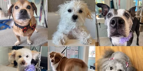 Spreading Pawsitivity December 13: Beloved Asheville