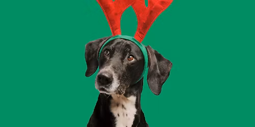 Pet Photos with Santa