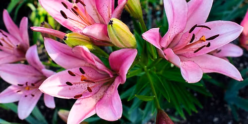 Gardens of Distinction