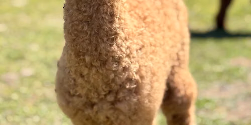 Crystal Lake Alpaca Farm Day! 