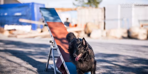 Vapun Agilitykisat 2.-3.5