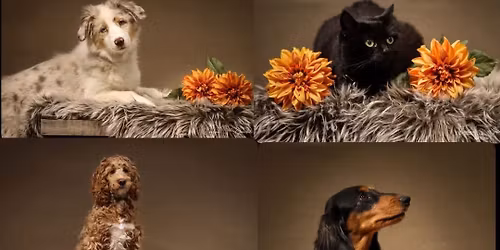 Julefotografering p\u00e5 Musti \ud83c\udf84\ud83d\udc36\ud83d\udc31\ud83d\udcf8