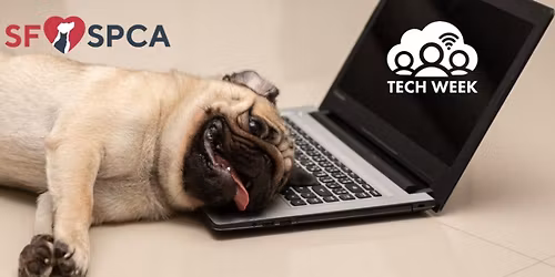 Social: Animal Assisted Therapy at the Library