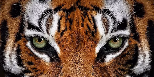 UNCLE TOM'S WAR: Haiti and the Whipping Machine