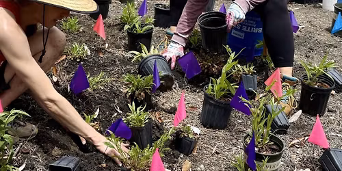 Earth Week Outdoors: Planting a Native Garden