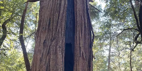 Ancient Redwoods at Jenner Headlands Preserve