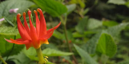 Spring Native Plant Sale
