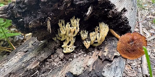 Sunday Morning Ramble