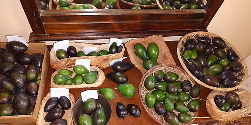 Avocado tasting and plant sale 