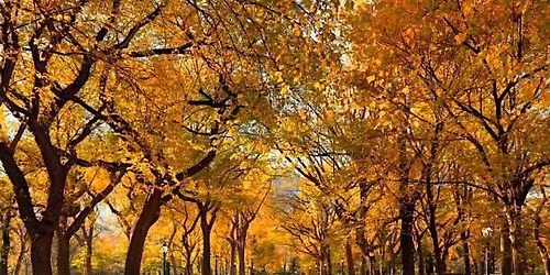 Crimson & Gold Central Park Walk