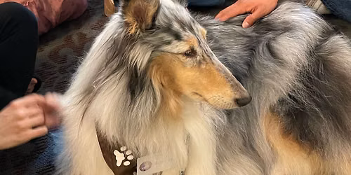Therapy Animal Selection and Supportive Handling Skils