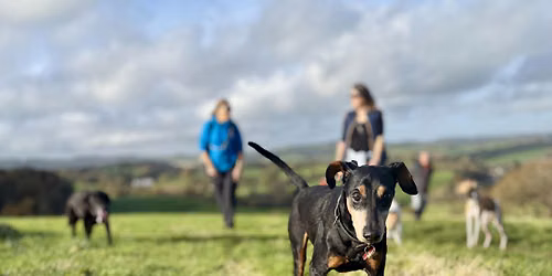Waggy Walk at Ridgetop Park - Exeter Walking Festival
