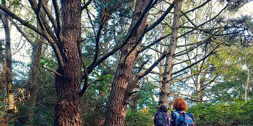 Trees and Fungi - Autumn Nature Walk at Sherborn Crescent