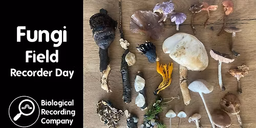 Fungi Field Recorder Day