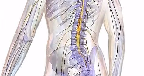 Spinal Study day