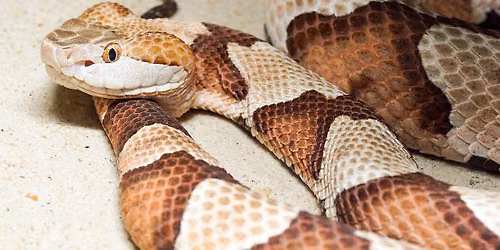Snake ID & Safety