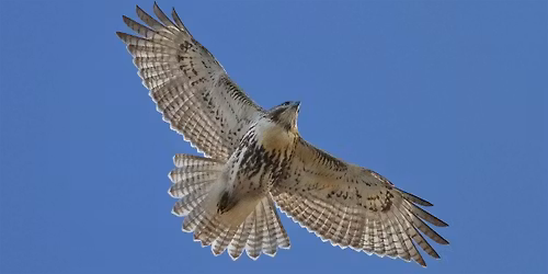 Migratory Bird Day Walk (Ages 8+)