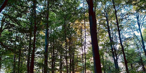 Free Monthly Forest Therapy in Stockwood