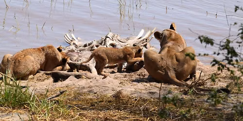 SG393-3 DAYS SAFARI- ARUSHA NP ( OR MANYARA ) NGORONGORO CRATER TARANGIRE 