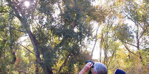 Birding by Ear